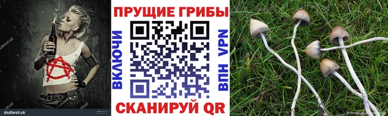 Купить  Аргун  Псилоцибиновые грибы Magic Shrooms 